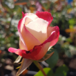 Роза "Даблделайт" (Rose Double Delight) - Продажа растений