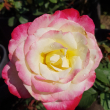 Роза "Даблделайт" (Rose Double Delight) - Продажа растений