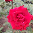 Роза "Нигредо" чайно-гибридная Rose Nigredo - Продажа растений