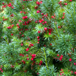Тис ягодный (Taxus baccata) - Продажа растений