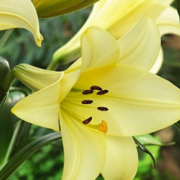 Лилия Делиана лонгифлорум (Lilium Deliana longiflorum) - Продажа растений