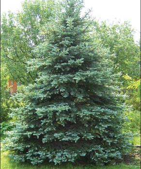 Ель колючая  (Picea pungens) - Продажа растений